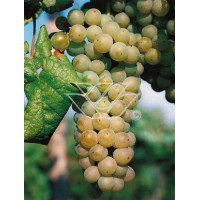 Winorośl 'Muskat Odesskij' | Vitis