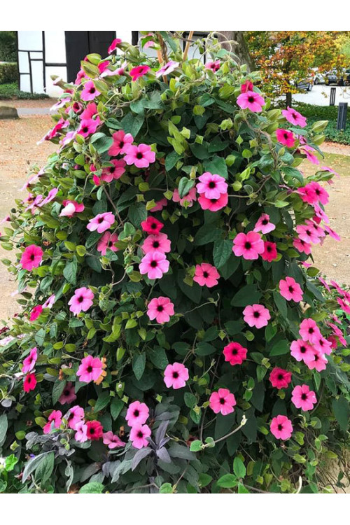 Tunbergia 'Rose Sensation' | Thunbergia