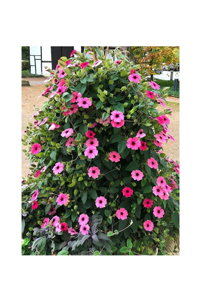 Tunbergia 'Rose Sensation' | Thunbergia