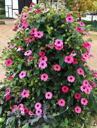 Tunbergia 'Rose Sensation' | Thunbergia