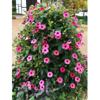 Tunbergia 'Rose Sensation' | Thunbergia