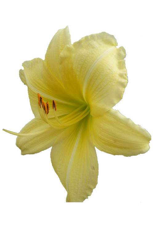 Liliowiec 'Big Time Happy' | Hemerocallis