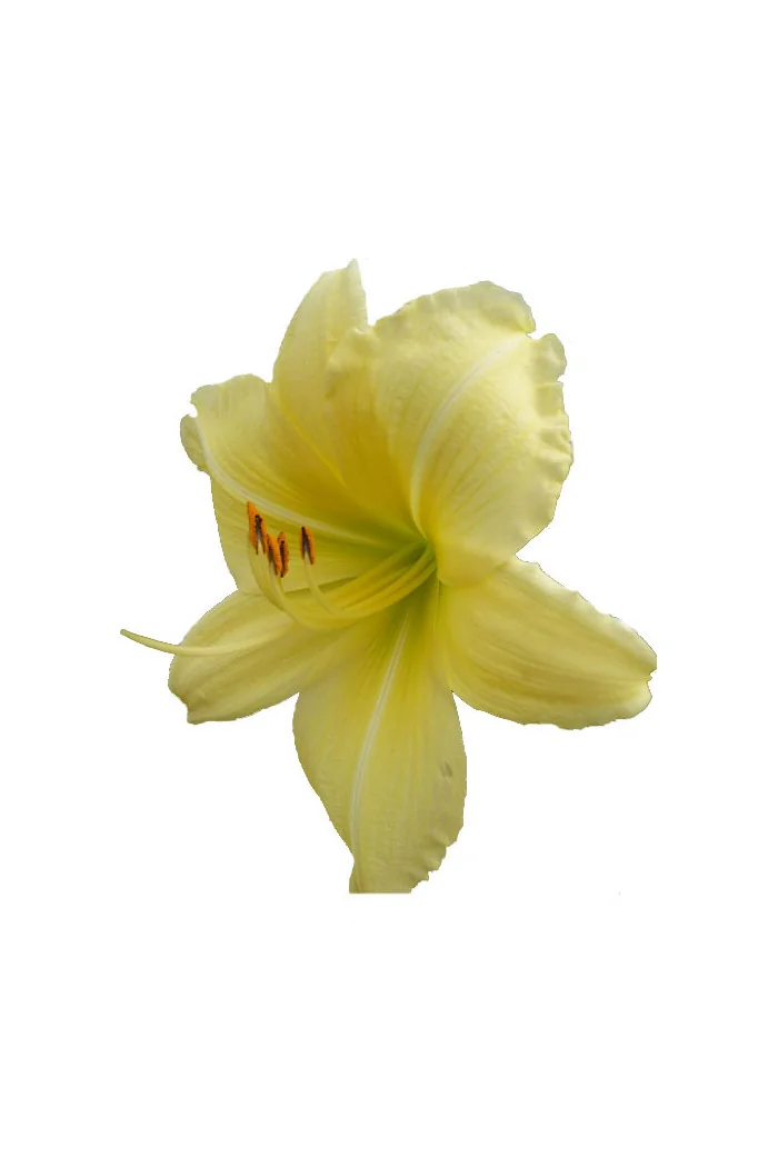 Liliowiec 'Big Time Happy' | Hemerocallis