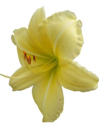 Liliowiec 'Big Time Happy' | Hemerocallis