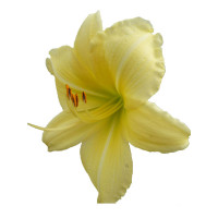 Liliowiec 'Big Time Happy' | Hemerocallis