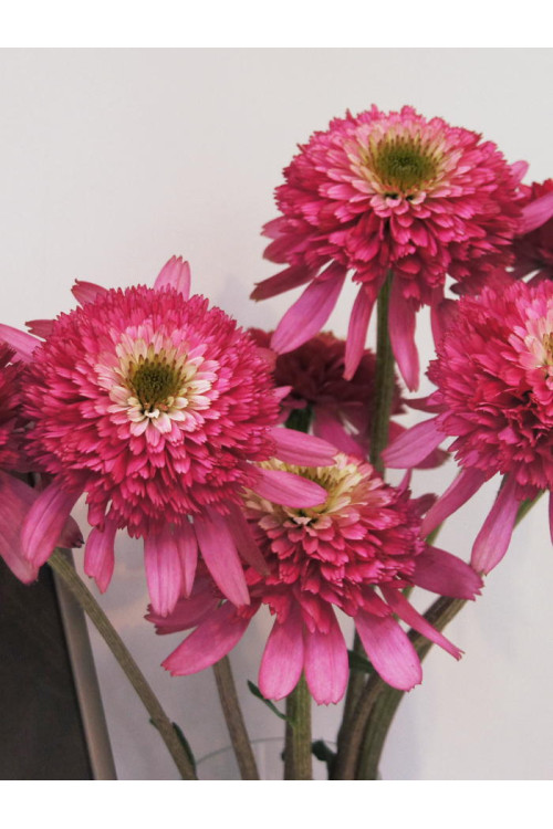 jeżówka, jeżówka Maria,echinacea, echinacea Maria