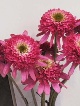 jeżówka, jeżówka Maria,echinacea, echinacea Maria