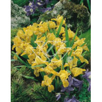 Kosaciec bródkowy 'Brassie' Iris barbata-nana