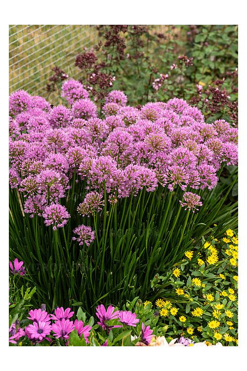 Czosnek 'Millenium' | Allium