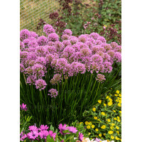 Czosnek 'Millenium' | Allium