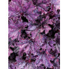 Żurawka 'Forever Purple'| Heuchera
