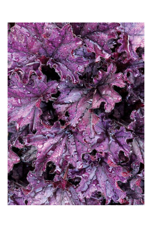 Żurawka 'Forever Purple'| Heuchera