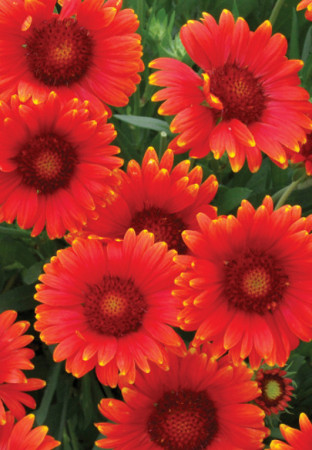 Gailardia 'Arizona Red Tone' Gaillardia
