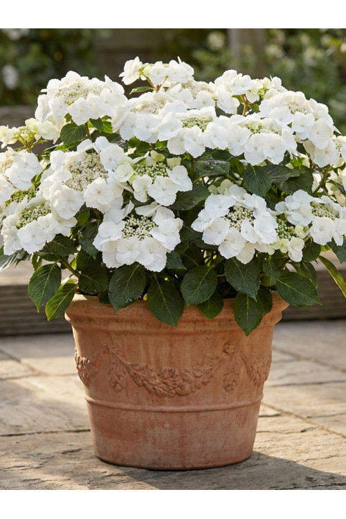 Hortensja 'Runway Bride' | Hydrangea hybrida