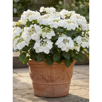 Hortensja 'Runway Bride' | Hydrangea hybrida