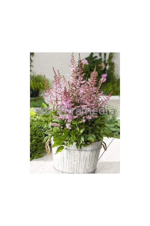 tawułka, tawułka arendsa, astilbe, astilbe arendsii, tawułka białą, tawułka Deutschland