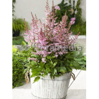 tawułka, tawułka arendsa, astilbe, astilbe arendsii, tawułka białą, tawułka Deutschland