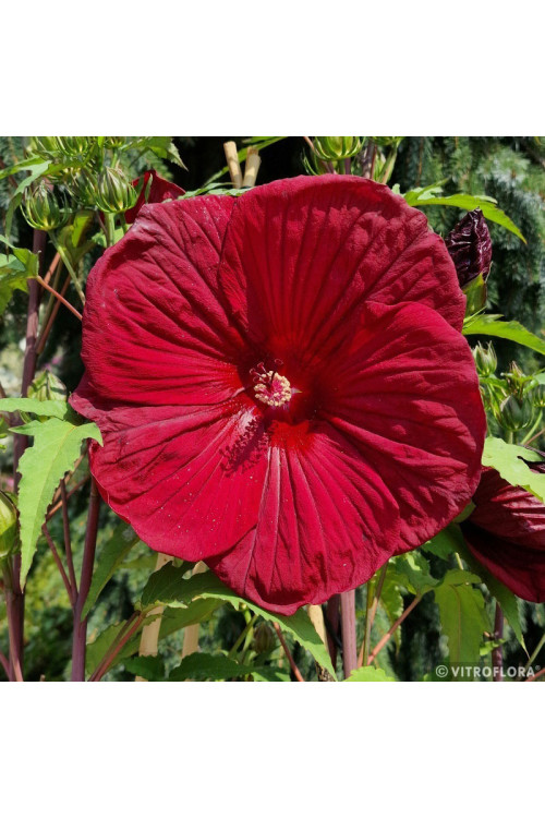 Hibiskus 'Burgundy Velvet' | Hibiscus moscheutos