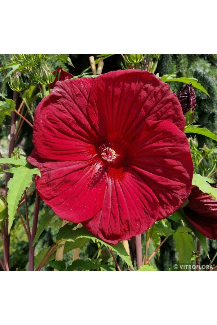 Hibiskus 'Burgundy Velvet' | Hibiscus moscheutos