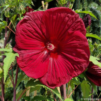 Hibiskus 'Burgundy Velvet' | Hibiscus moscheutos