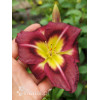 Liliowiec 'Night Beacon' Hemerocallis