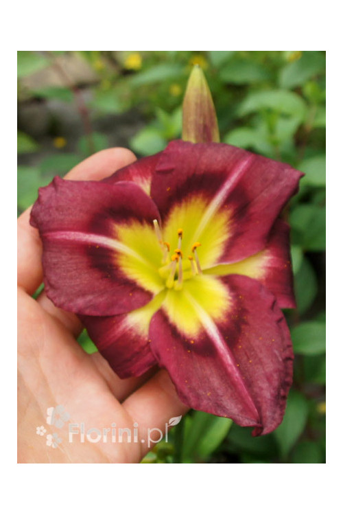 Liliowiec 'Night Beacon' Hemerocallis