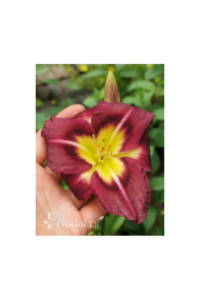 Liliowiec 'Night Beacon' Hemerocallis
