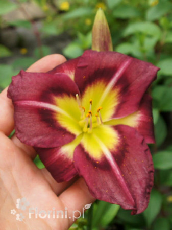 Liliowiec 'Night Beacon' Hemerocallis