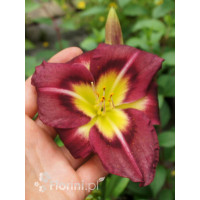 Liliowiec 'Night Beacon' Hemerocallis