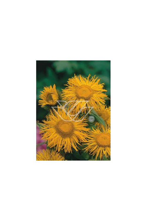 Oman wielki Inula helenium