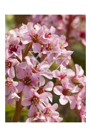 Bergenia sercolistna | Bergenia cordifolia