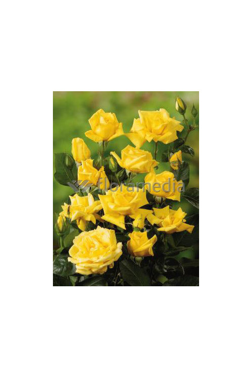 Róża wielkokwiatowa żółta Rosa