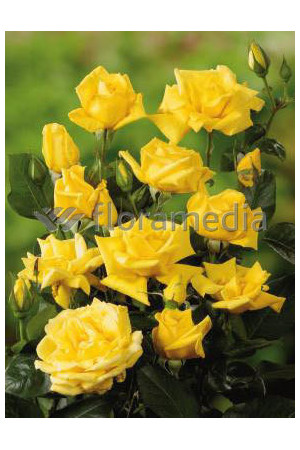 Róża wielkokwiatowa żółta Rosa