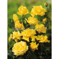 Róża wielkokwiatowa żółta Rosa