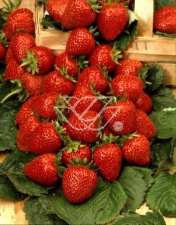 Truskawka pnąca, truskawka zwisająca, truskawka Elan