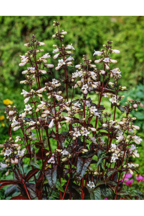 Penstemon naparstnic. 'Husker's Red' | Penstemon digitalis