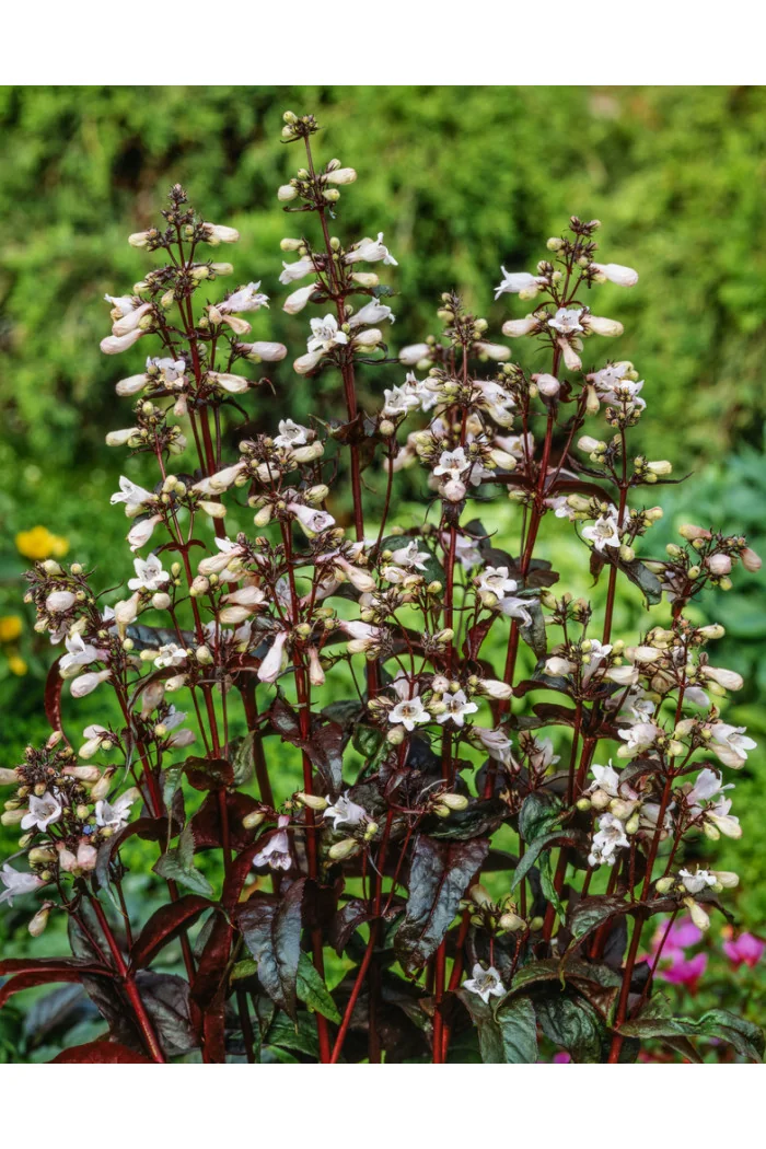 Penstemon naparstnic. 'Husker's Red' | Penstemon digitalis