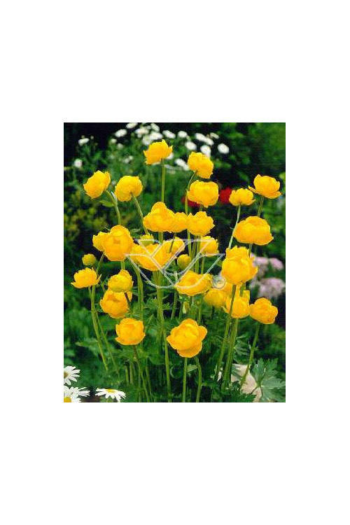 Pełnik europejski | Trollius europaeus