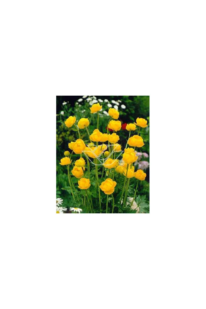Pełnik europejski | Trollius europaeus