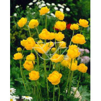 Pełnik europejski | Trollius europaeus