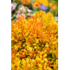 Berberys Thunberga 'Summer Sunset' | Berberis thunbergii