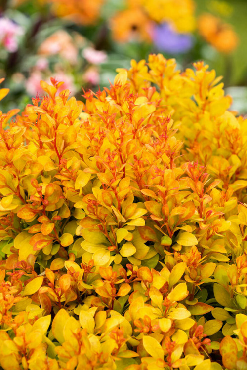 Berberys Thunberga 'Summer Sunset' | Berberis thunbergii