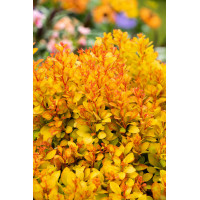 Berberys Thunberga 'Summer Sunset' | Berberis thunbergii