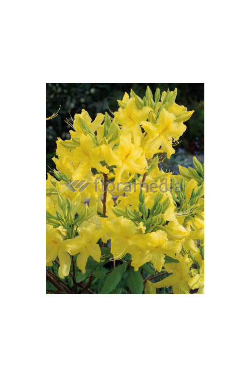 Azalia wielkokwiatowa 'Anneke' | Rhododendron