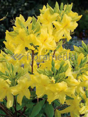 Azalia wielkokwiatowa 'Anneke' | Rhododendron