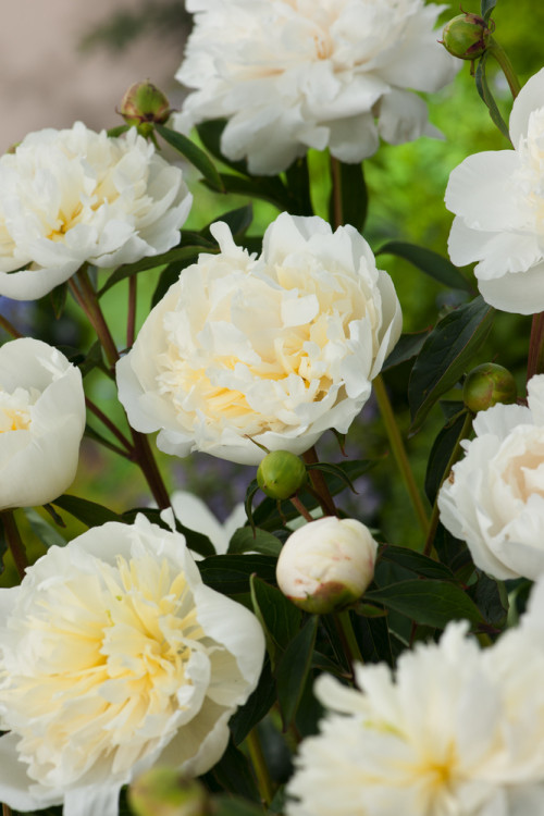 Piwonia chińska 'Duchesse de Nemours' Paeonia lactiflora