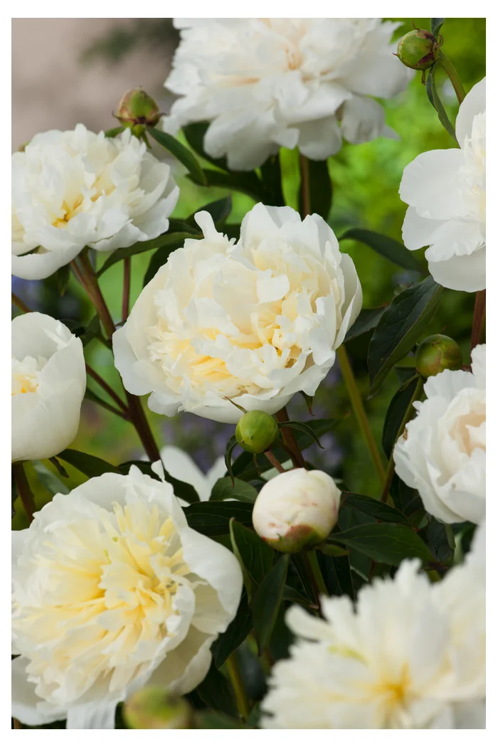 Piwonia chińska 'Duchesse de Nemours' Paeonia lactiflora