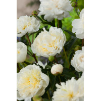 Piwonia chińska 'Duchesse de Nemours' Paeonia lactiflora