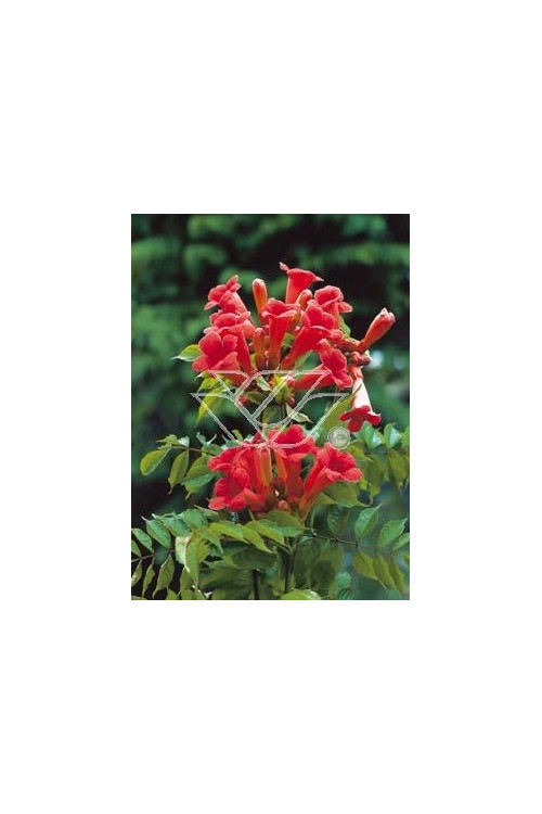 Milin amerykański 'Ursynów' | Campsis radicans