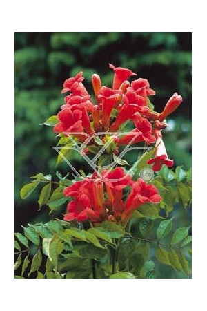 Milin amerykański 'Ursynów' | Campsis radicans